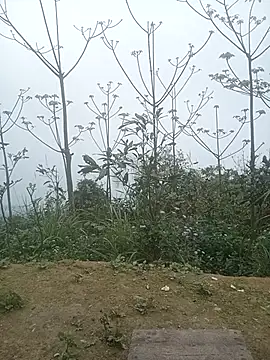 cutebobi online show from 03-02-26, 03:29