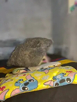 Snapshot of Iam_AlexandraRey chatting on 02-03-26, 07:13 Iam AlexandraRey online show from 02-03-26, 07:13