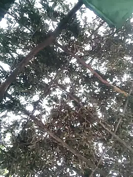 bhavna pandit online show from 04-13-26, 12:25