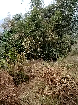 sushi-asa online show from 02-24-26, 01:50