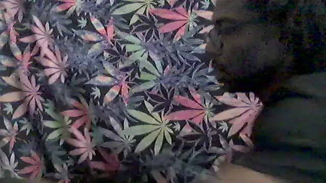 libraxxxstudios online show from 05-24-26, 11:21