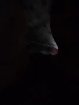 Snapshot of May_Bombs chatting on 02-05-26, 10:49 May Bombs online show from 02-05-26, 10:49