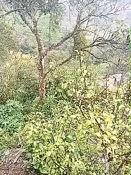 Luminana online show from 03-07-26, 12:50