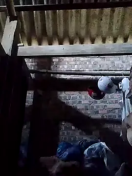 Snapshot of Linka998 chatting on 03-02-26, 02:01 Linka998 online show from 03-02-26, 02:01