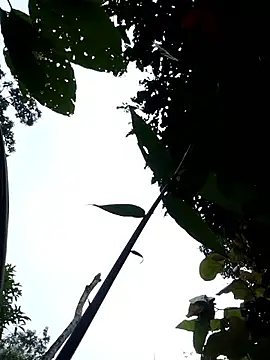 Linka998 online show from 04-03-26, 11:11