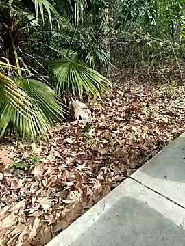 exhibitionistmale online show from 02-09-26, 06:28