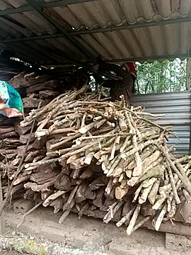 nelina 12345 online show from 04-15-26, 12:16