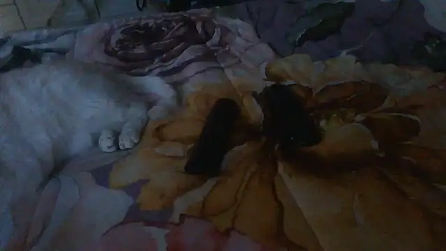 luanahot1 online show from 03-31-26, 07:43