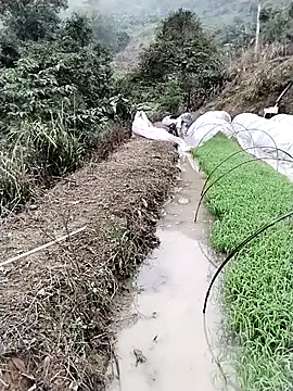 ngocbao11 online show from 03-12-26, 01:11