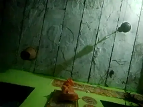 wifedesi7050 online show from 03-28-26, 12:44