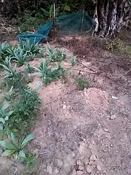 zanh99 online show from 04-08-26, 11:22