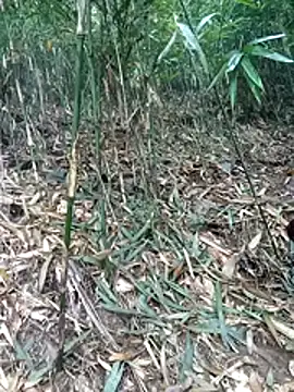 kalara kail online show from 03-16-26, 01:57