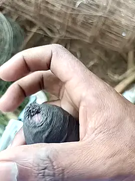 sanju 5418 online show from 04-07-26, 07:10