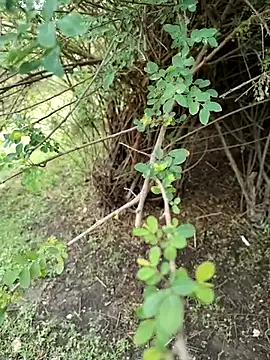 Snapshot of junedkhan99 chatting on 04-04-26, 05:25 junedkhan99 online show from 04-04-26, 05:25