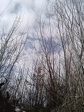 Snapshot of Luceriusbigass chatting on 01-30-25, 12:06 Luceriusbigass online show from 01-30-25, 12:06