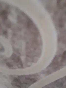 Snapshot of sk022 chatting on 04-15-26, 06:34 sk022 online show from 04-15-26, 06:34