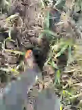 Snapshot of ThethunderPo chatting on 02-08-25, 03:19 ThethunderPo online show from 02-08-25, 03:19