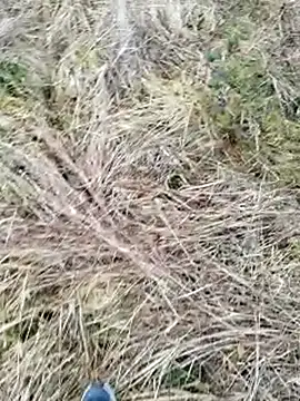 Muzz 2020 online show from 03-17-25, 07:13