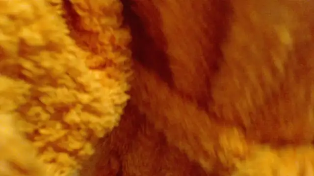 Snapshot of larawet chatting on 02-26-25, 06:48 larawet online show from 02-26-25, 06:48