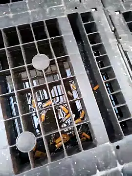 Ethangay online show from 02-25-26, 07:19