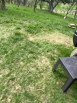 Alimela online show from 04-13-26, 11:58