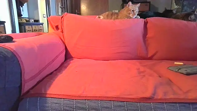 naked bear online show from 02-05-25, 10:41