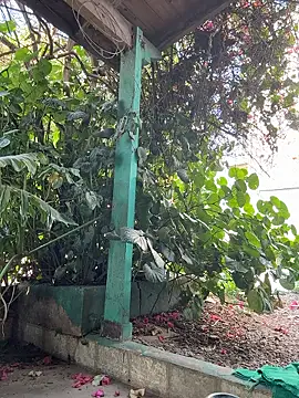 sofy alone online show from 01-13-26, 12:09