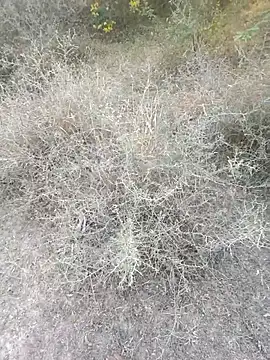 rameshmry1 online show from 03-06-26, 12:11