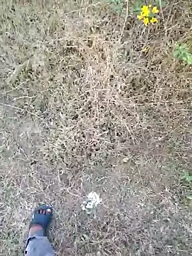 rameshmry1 online show from 03-21-26, 12:20