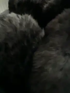 Furdale online show from 02-14-26, 03:01