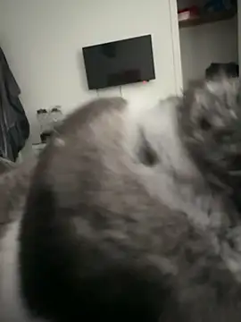 Snapshot of Furdale chatting on 09-18-25, 04:32 Furdale online show from 09-18-25, 04:32