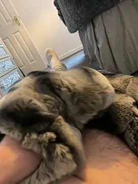 Snapshot of Furdale chatting on 01-03-25, 01:57 Furdale online show from 01-03-25, 01:57