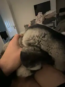 Snapshot of Furdale chatting on 01-24-25, 02:41 Furdale online show from 01-24-25, 02:41