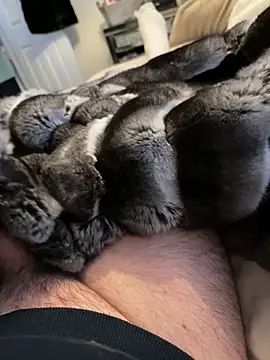 Furdale online show from 02-19-26, 03:31