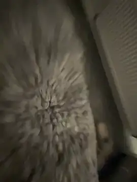 Snapshot of Furdale chatting on 01-17-25, 05:19 Furdale online show from 01-17-25, 05:19