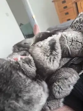 Furdale online show from 04-29-26, 02:43