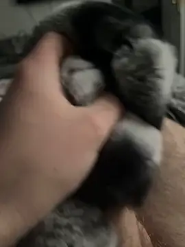 Snapshot of Furdale chatting on 02-03-25, 03:06 Furdale online show from 02-03-25, 03:06