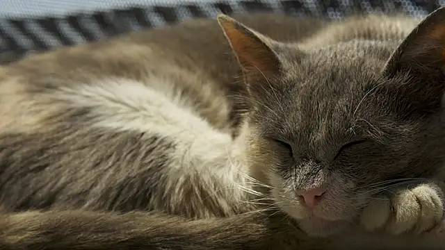 Snapshot of tattooed_test chatting on 02-27-26, 08:14 tattooed test online show from 02-27-26, 08:14