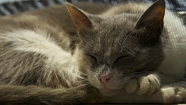 Snapshot of tattooed_test chatting on 01-31-25, 09:48 tattooed test online show from 01-31-25, 09:48