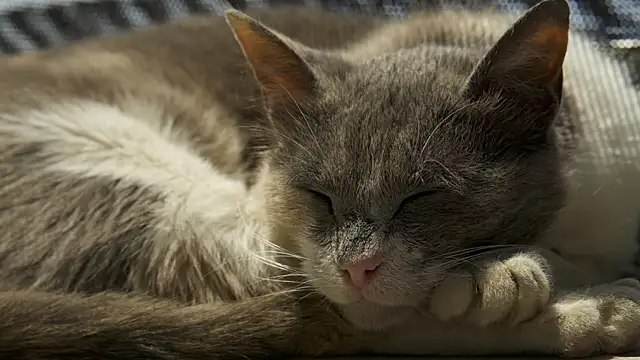 Snapshot of tattooed_test chatting on 12-12-24, 08:03 tattooed test online show from 12-12-24, 08:03