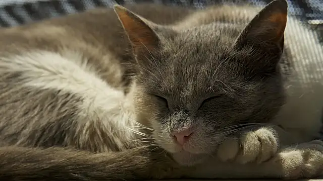 Snapshot of tattooed_test chatting on 02-11-25, 09:20 tattooed test online show from 02-11-25, 09:20