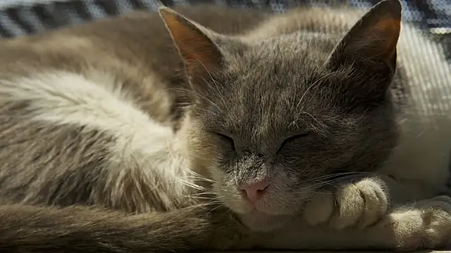 Snapshot of tattooed_test chatting on 12-30-24, 08:43 tattooed test online show from 12-30-24, 08:43