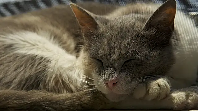 Snapshot of tattooed_test chatting on 12-13-24, 07:58 tattooed test online show from 12-13-24, 07:58