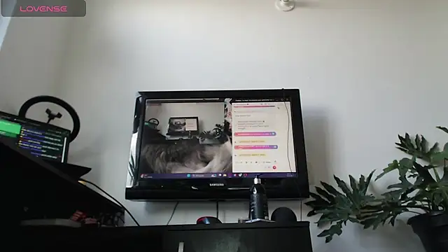 cat salo online show from 03-02-25, 01:53