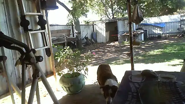 Snapshot of herbie010666 chatting on 09-25-25, 05:02 herbie010666 online show from 09-25-25, 05:02