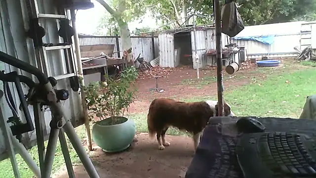 herbie010666 online show from 11-27-25, 04:24