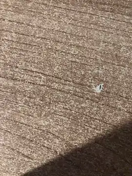 gokhanbey34 online show from 12-21-25, 12:46