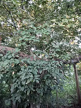 Rinku5553 online show from 09-28-25, 02:07