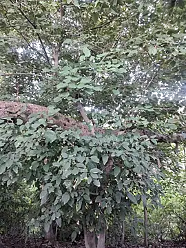 Rinku5553 online show from 10-15-25, 02:32