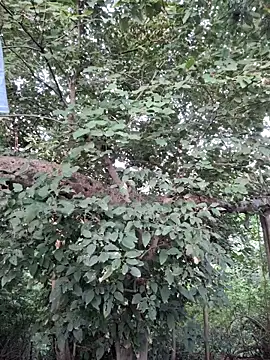 Rinku5553 online show from 09-23-25, 02:18